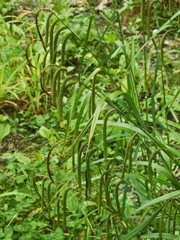 Carex pendula